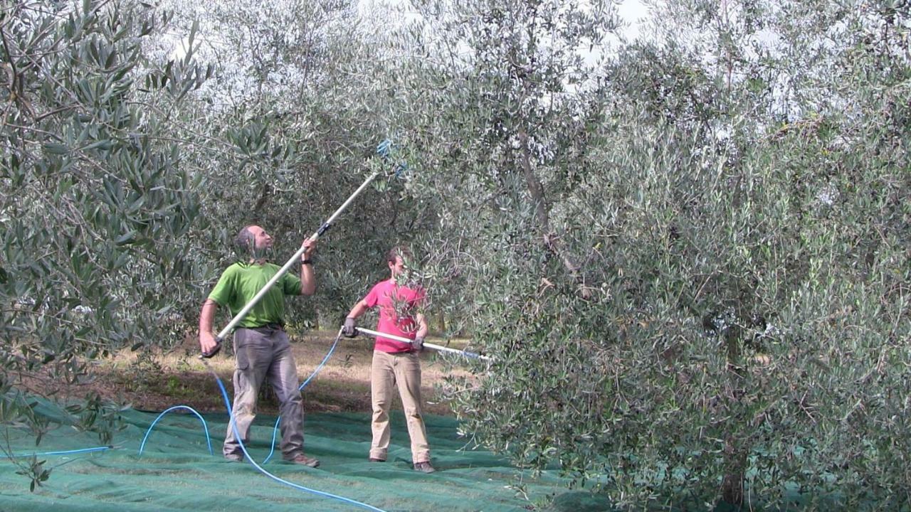 Agriturismo Frallarenza Ficulle ภายนอก รูปภาพ