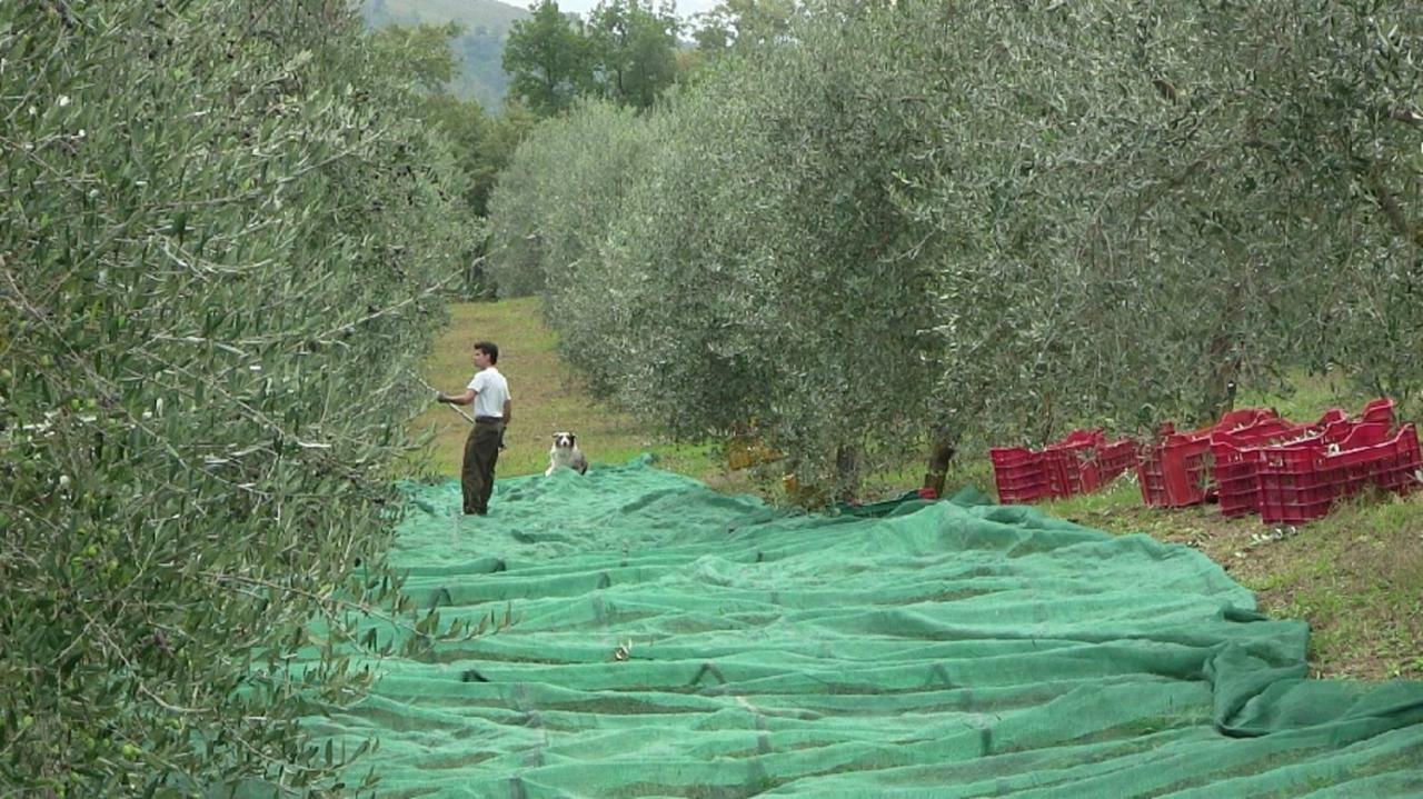 Agriturismo Frallarenza Ficulle ภายนอก รูปภาพ